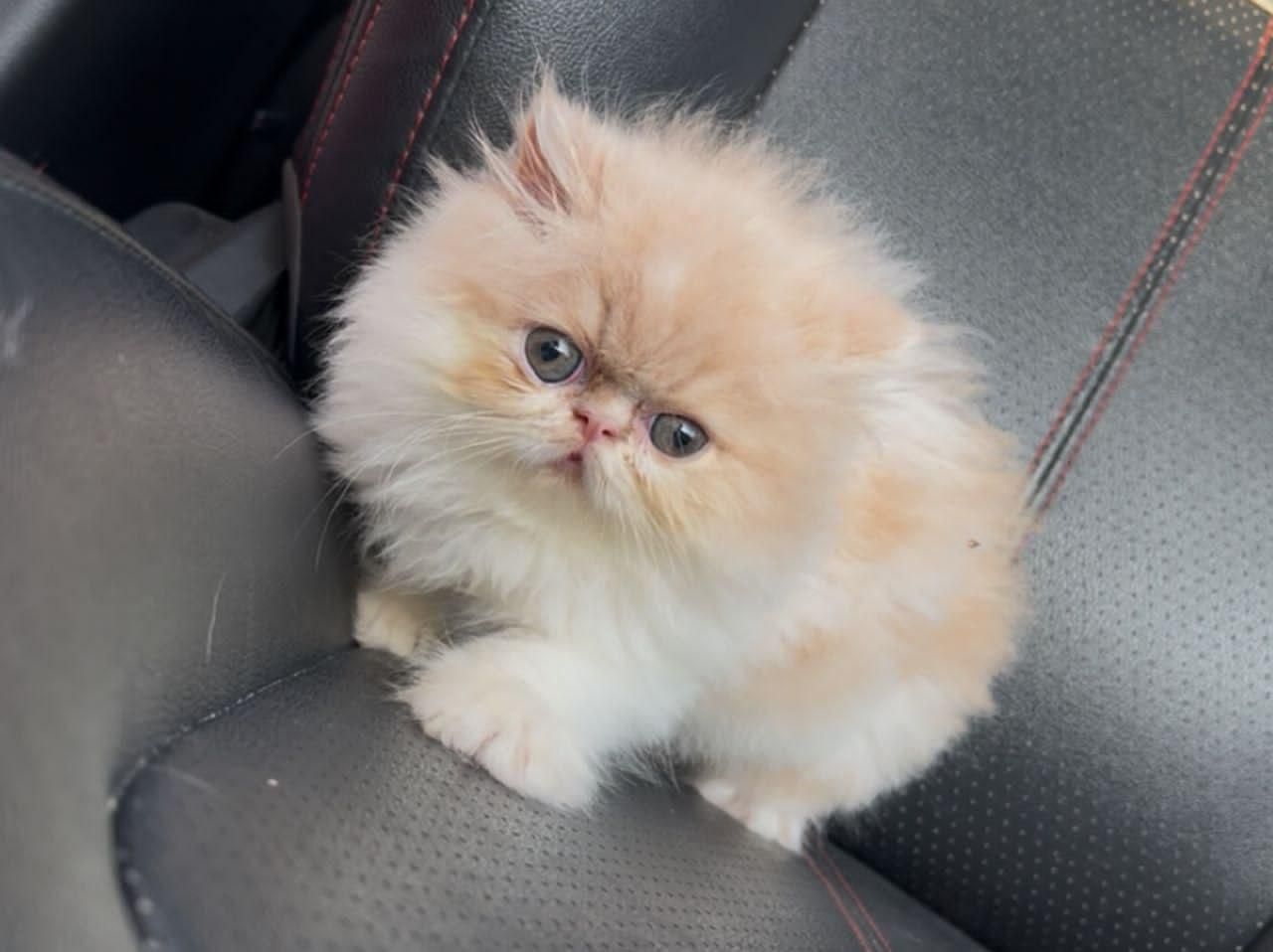 بچه گربه های اسکاتیش بریتیش پرشین iran cats|گربه|قم, آزادگان|دیوار