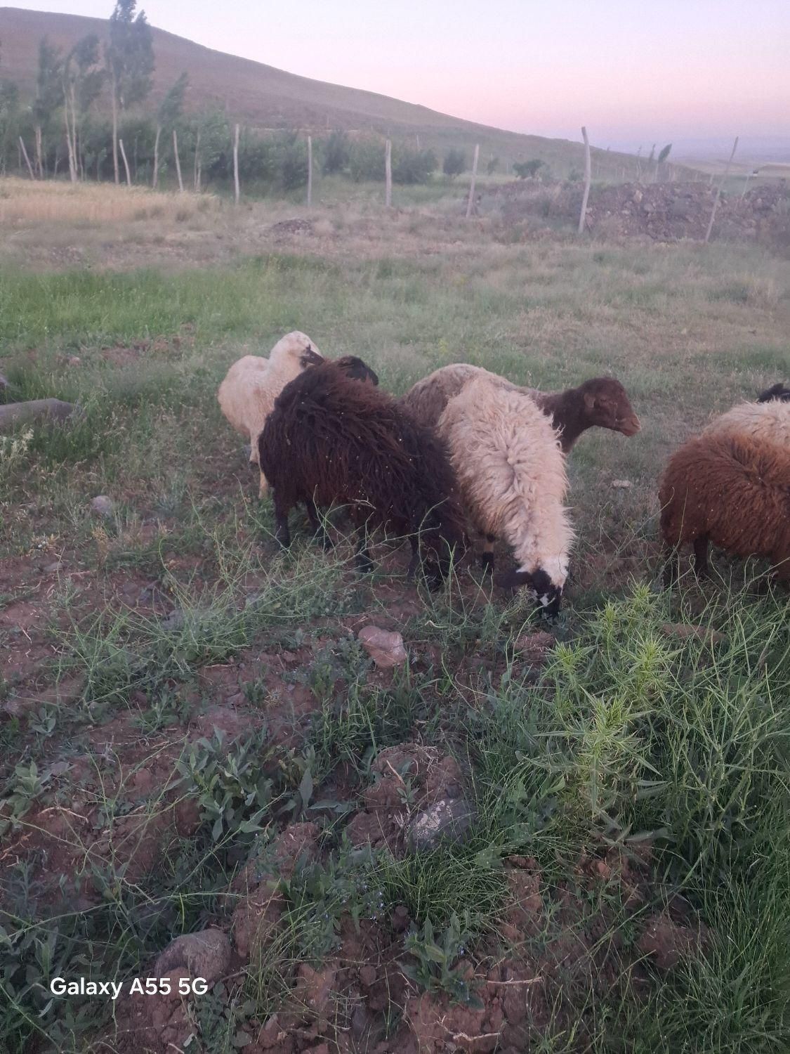 بره گوشتی|حیوانات مزرعه|تبریز, |دیوار