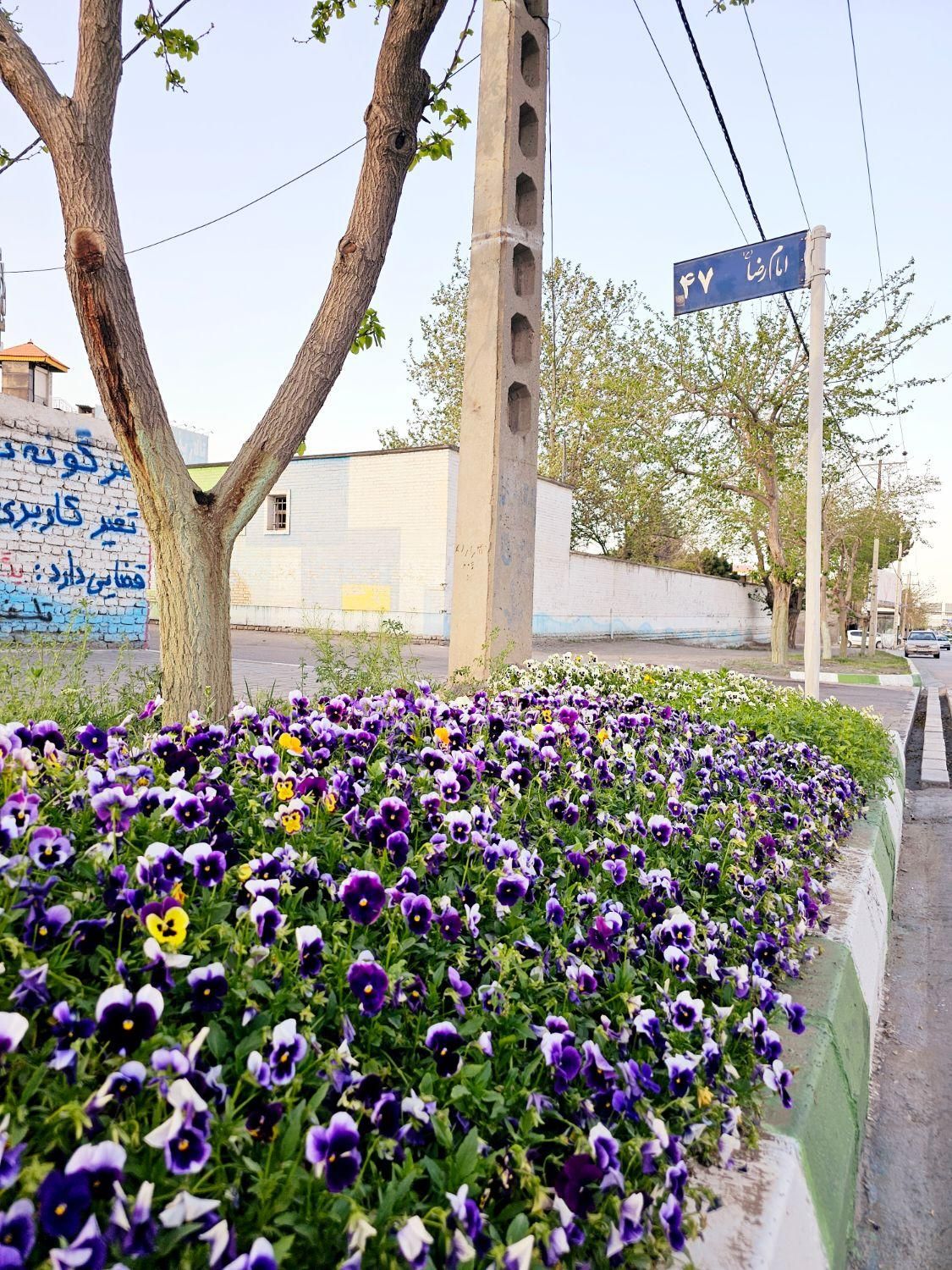 یک قطعه ۱۵۰۰ متری و دوقطعه ۱۰۰۰ متری ویلاشهر شکوفه|فروش زمین و ملک کلنگی|مشهد, وکیل‌آباد|دیوار