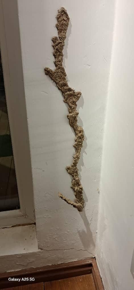 سم پاشی - ساس- سوسک - موش - جنوب کرمان|خدمات نظافت|جیرفت, |دیوار