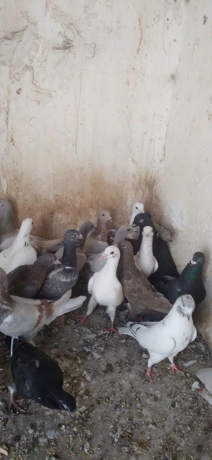 کفتر شهرستانی|پرنده|تهران, فلاح|دیوار