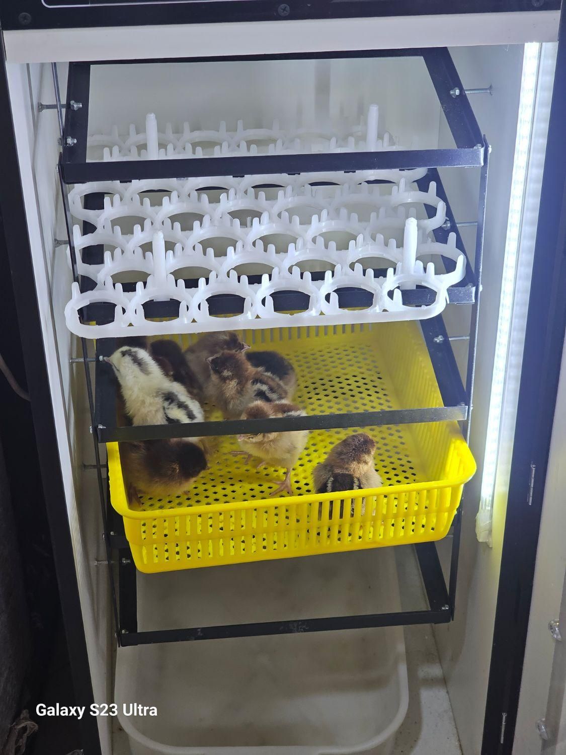 د،ستگاهجو،جه،کشی،هدایت|لوازم جانبی حیوانات|سقز, |دیوار