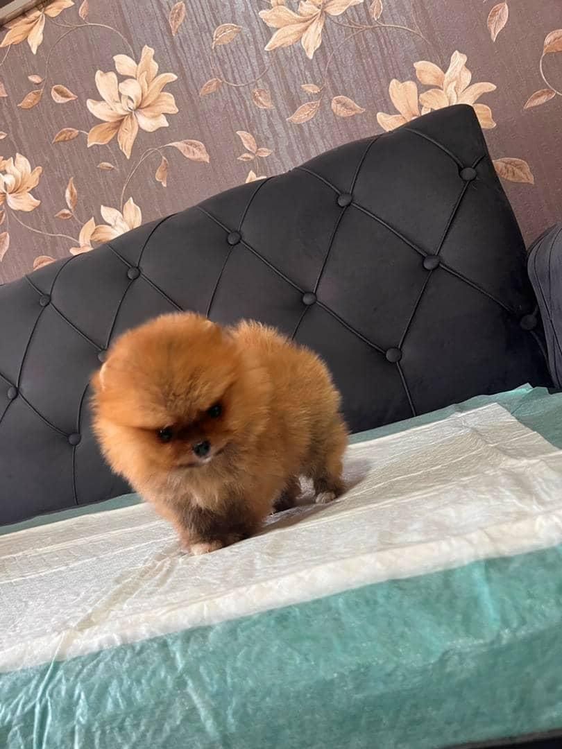 سگ فانتزی آپارتمانی|سگ|تهران, جمهوری|دیوار