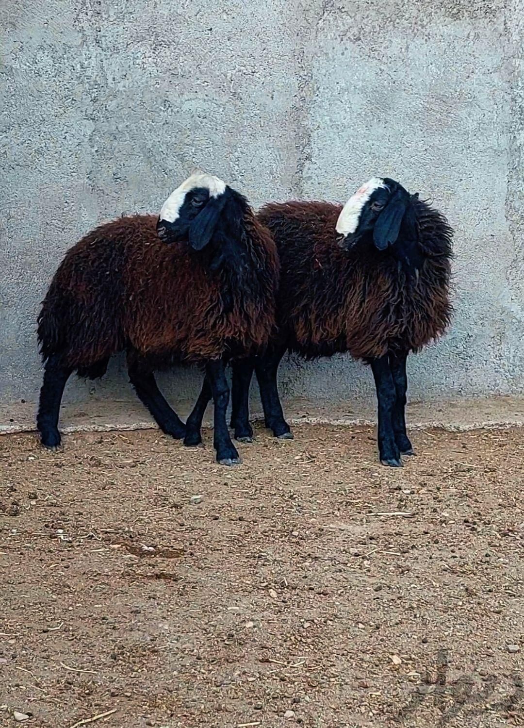 گوسفند زنده در همه نقاط کرج|حیوانات مزرعه|کرج, شاهین‌ویلا|دیوار