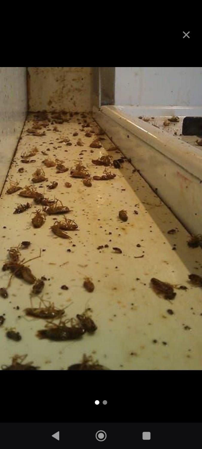 سمپاشی ساس سوسک مار عقرب موش کک موریانه حشرات|خدمات نظافت|آبادان, |دیوار