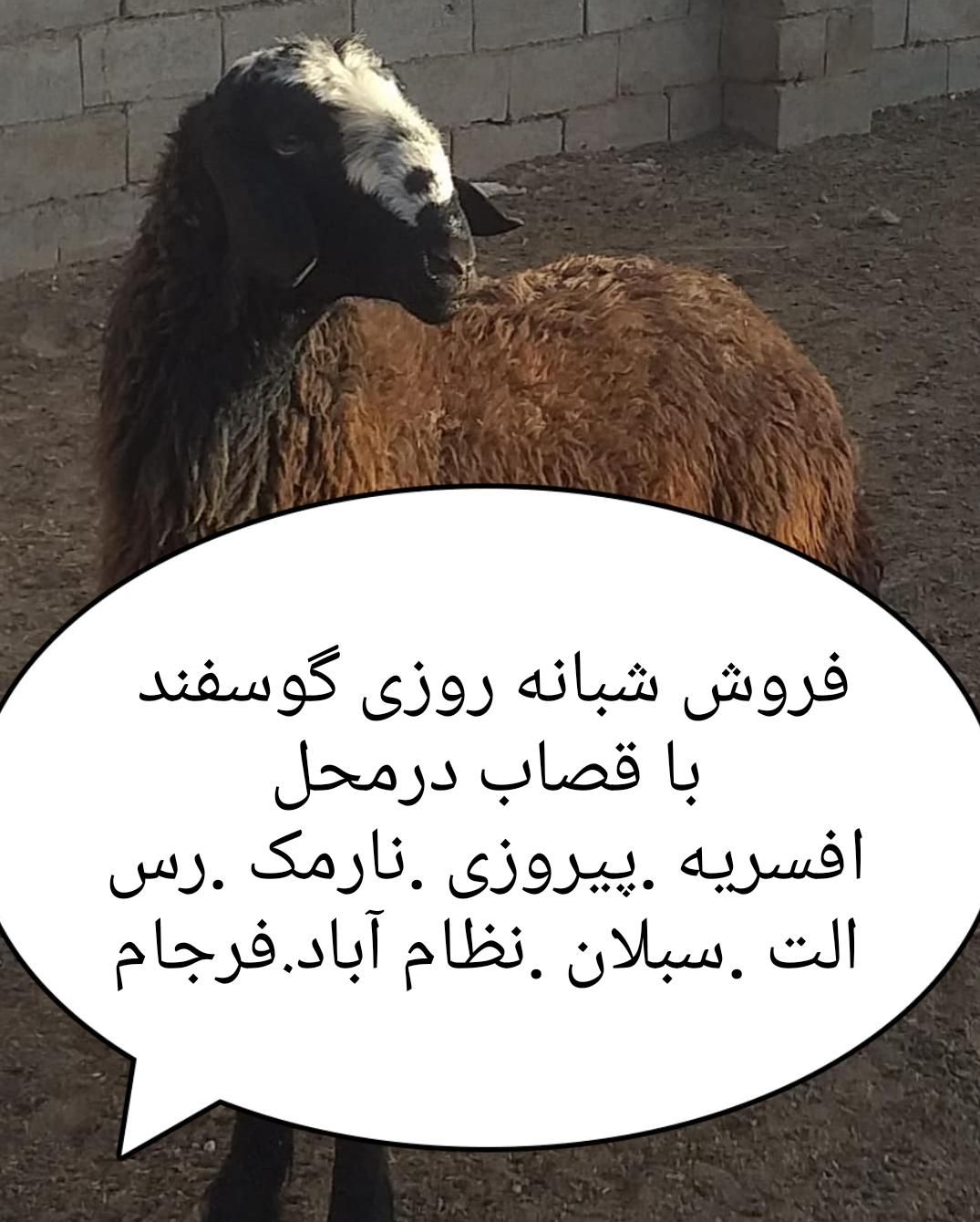 فروش تلفنی دام برا عقیقه تولد نوزاد عروسی بره زنده|حیوانات مزرعه|تهران, سبلان (لشگر)|دیوار