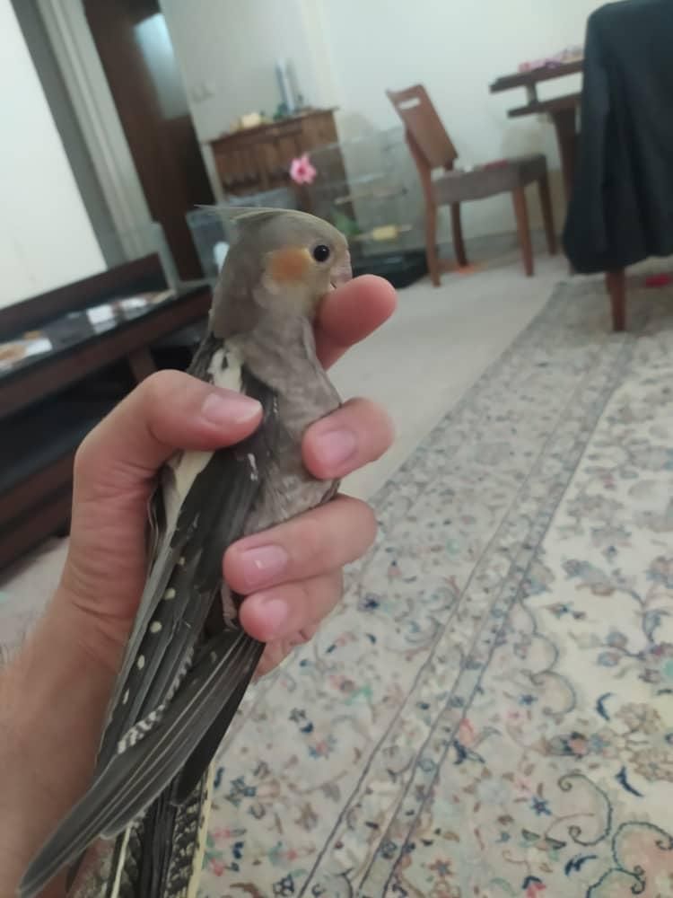 پرنده|پرنده|تهران, مینای جنوبی|دیوار