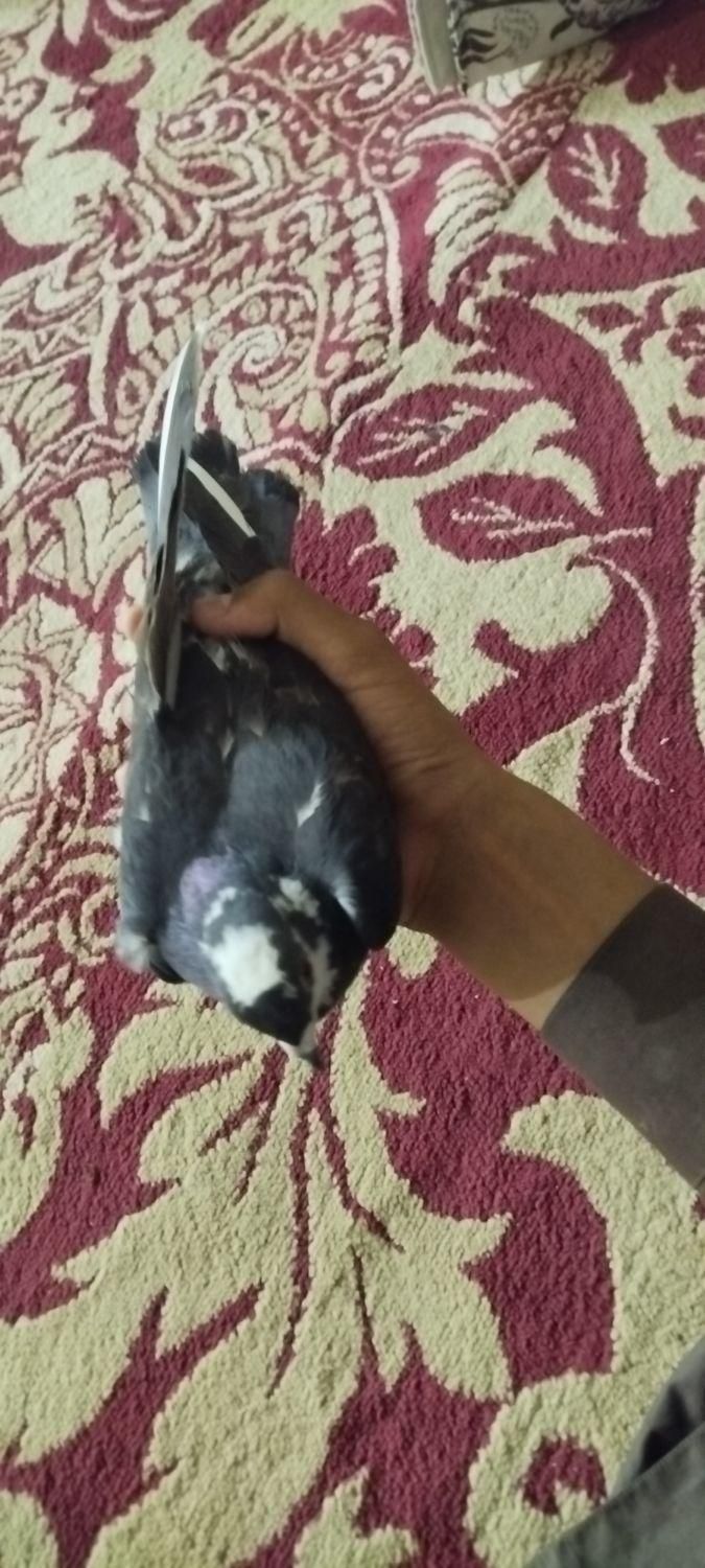 کفتر ماده موشی هوایی|پرنده|سراوان, |دیوار
