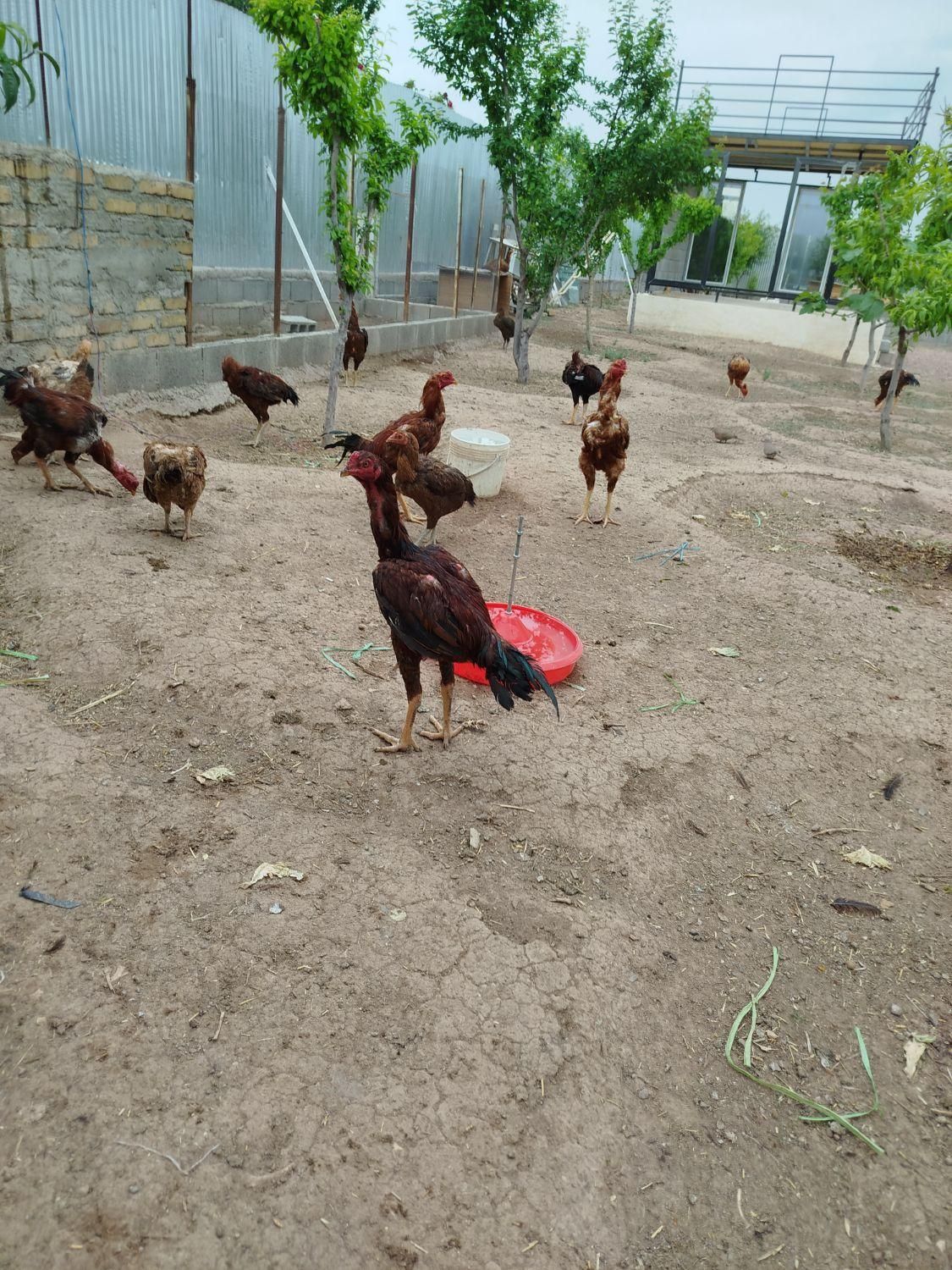 تخم مرغ لاری اوشامو نطفه دار|حیوانات مزرعه|قزوین, |دیوار