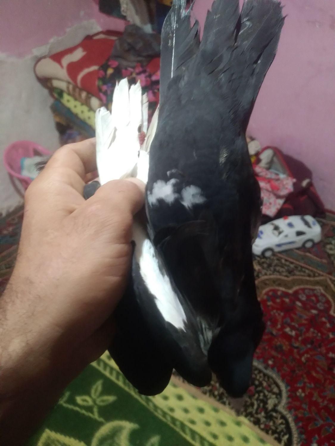 سیاه پلنگ  خوشگل|پرنده|کرمان, |دیوار