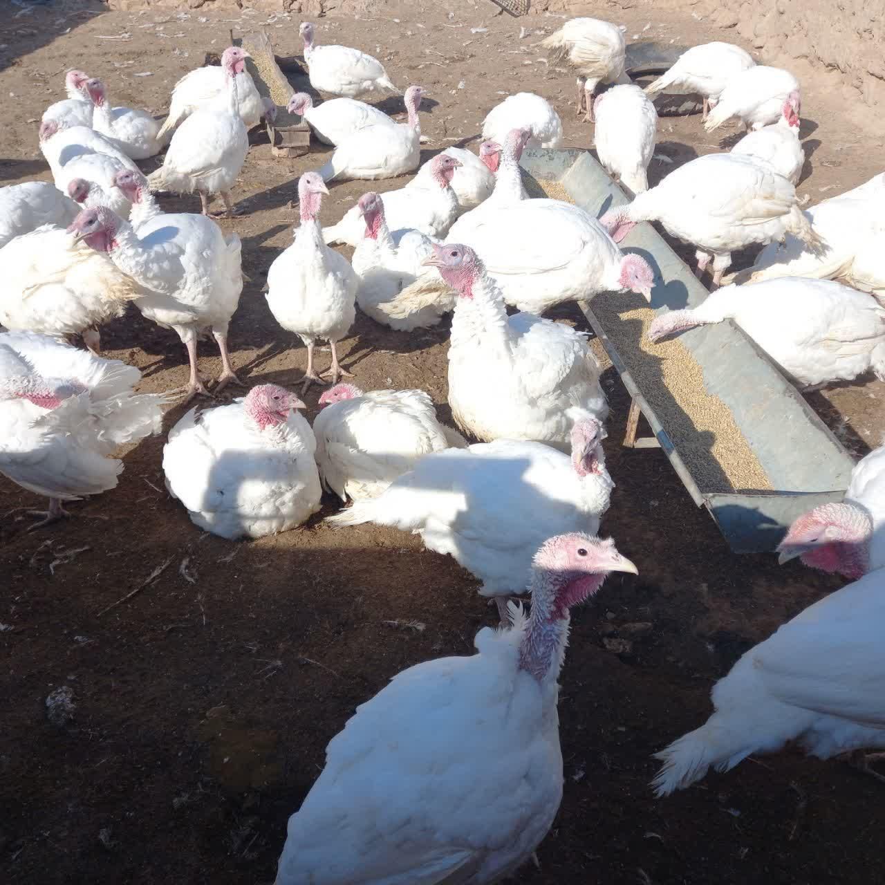 تنظیم بازار بوقلمون زنده|حیوانات مزرعه|بیرجند, |دیوار