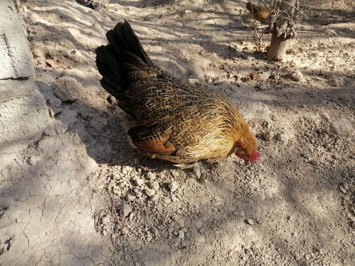 تخم مرغ نطفه دار گلین|حیوانات مزرعه|اصفهان, ملکشهر|دیوار