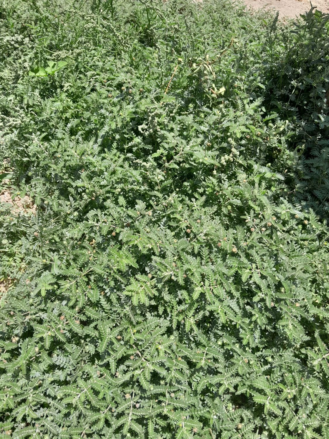 گیاه خارخاسک فروشی توافقی|گل و گیاه طبیعی|سیرجان, |دیوار