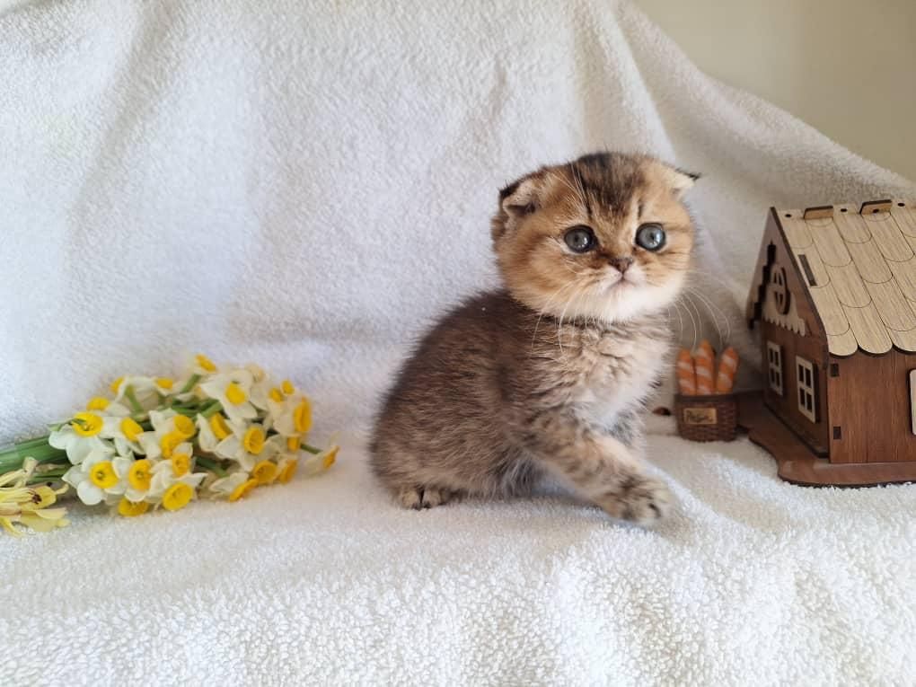 بچه گربه اشرافی|گربه|اهواز, رسالت|دیوار