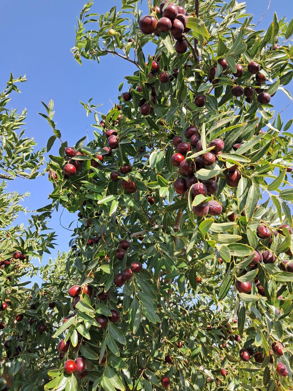 تصویر 4