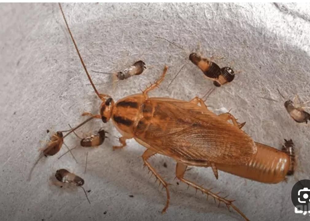 سمپاشی موریانه و سوسک تضمینی و قطعی با ضمانت نامه|خدمات نظافت|ایلام, |دیوار