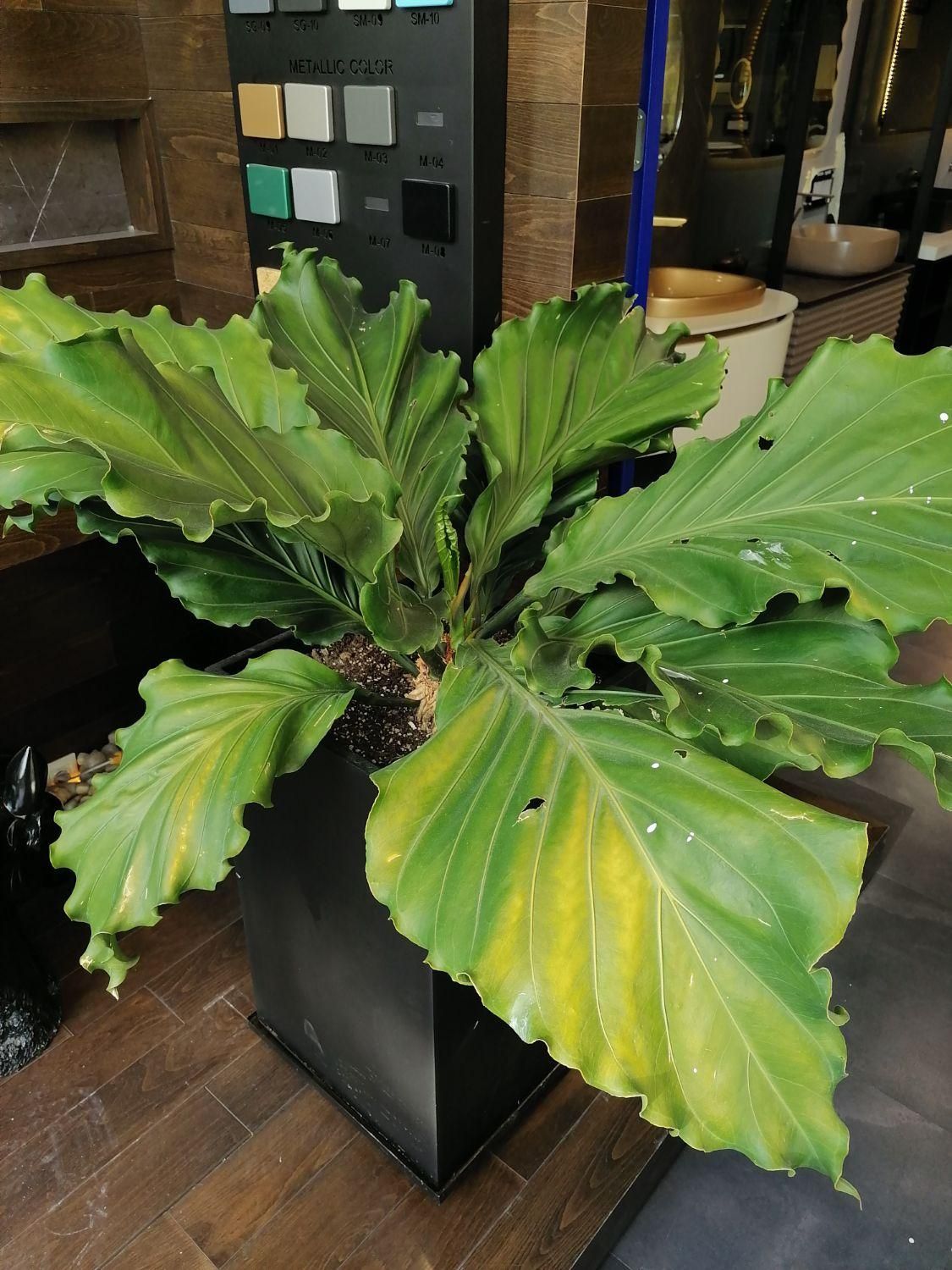 فلاورباکس و گلدان|گل و گیاه طبیعی|تهران, الهیه|دیوار