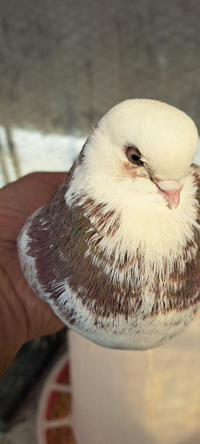 کبوتر نوک ریز و نوک قنار|پرنده|مبارکه, |دیوار