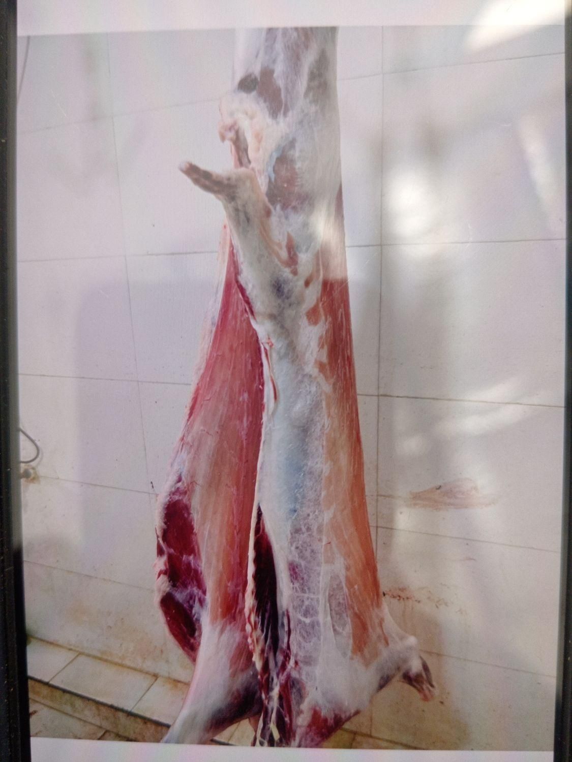 گوسفند زنده|حیوانات مزرعه|کرمان, |دیوار