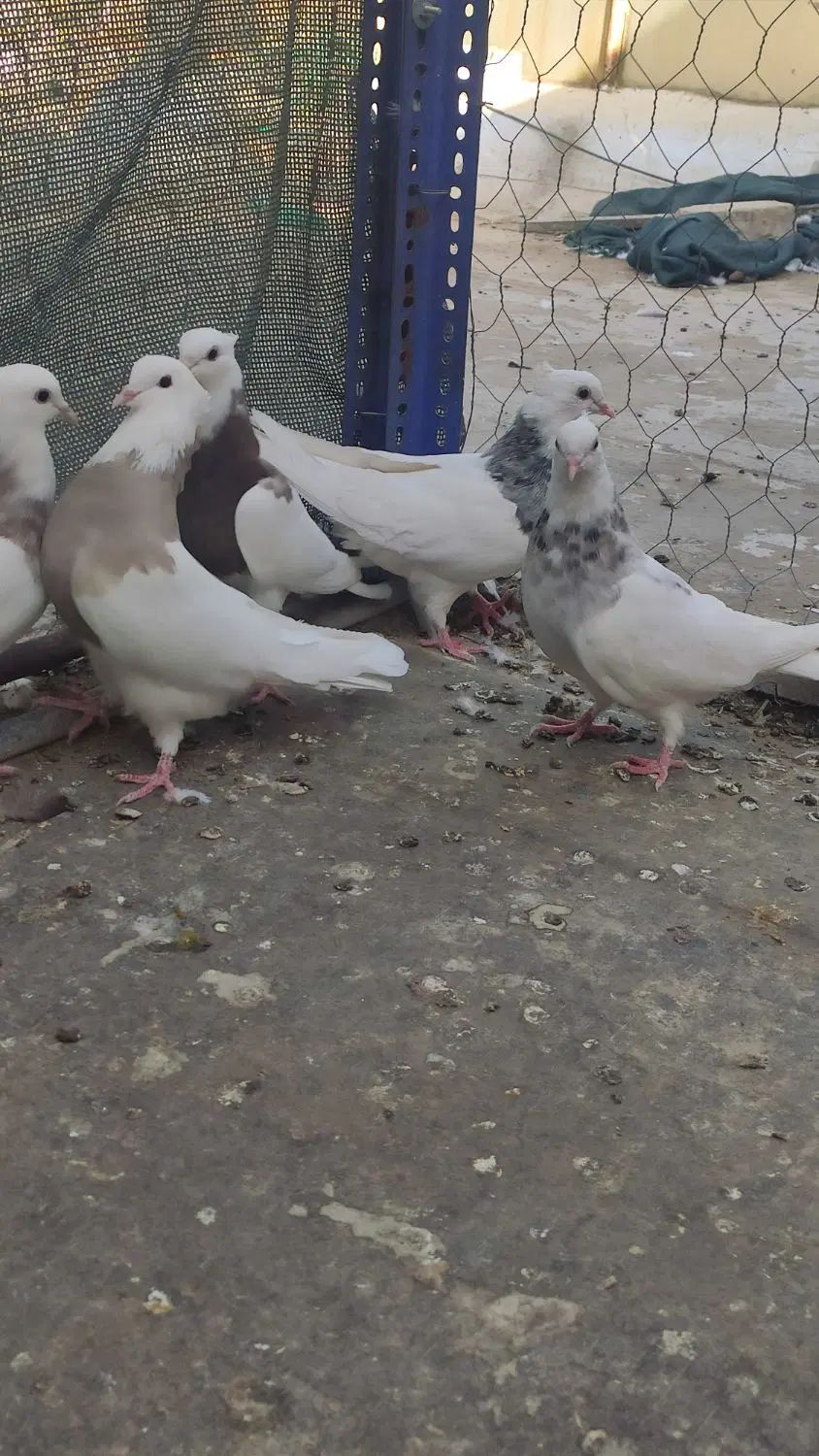 کفتر طوقی|پرنده|اصفهان, گلستان|دیوار