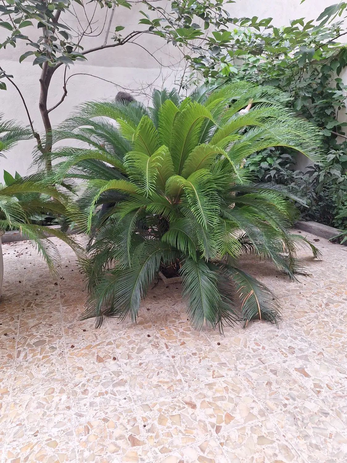 برگ سیکاس|گل و گیاه طبیعی|رشت, خمیران زاهدان|دیوار