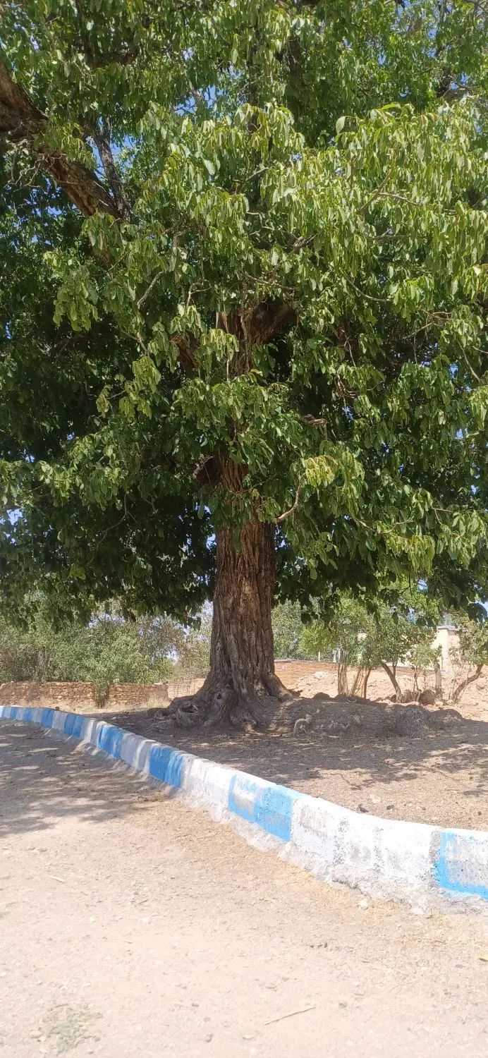 راهنمایی واسه قرض|فعالیت داوطلبانه|اصفهان, کوجان|دیوار