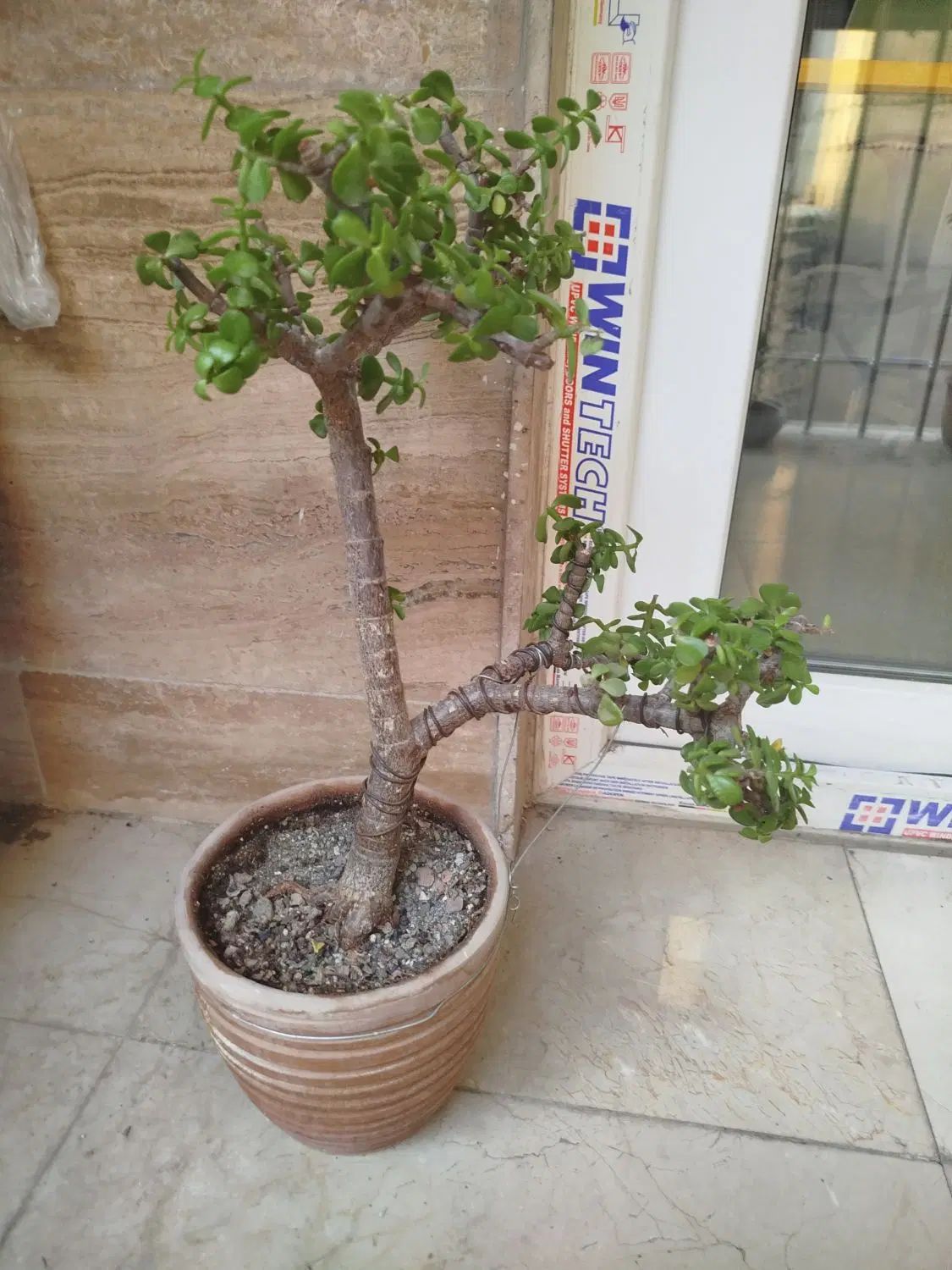 بنسای خرفه|گل و گیاه طبیعی|تهران, نیلوفر|دیوار