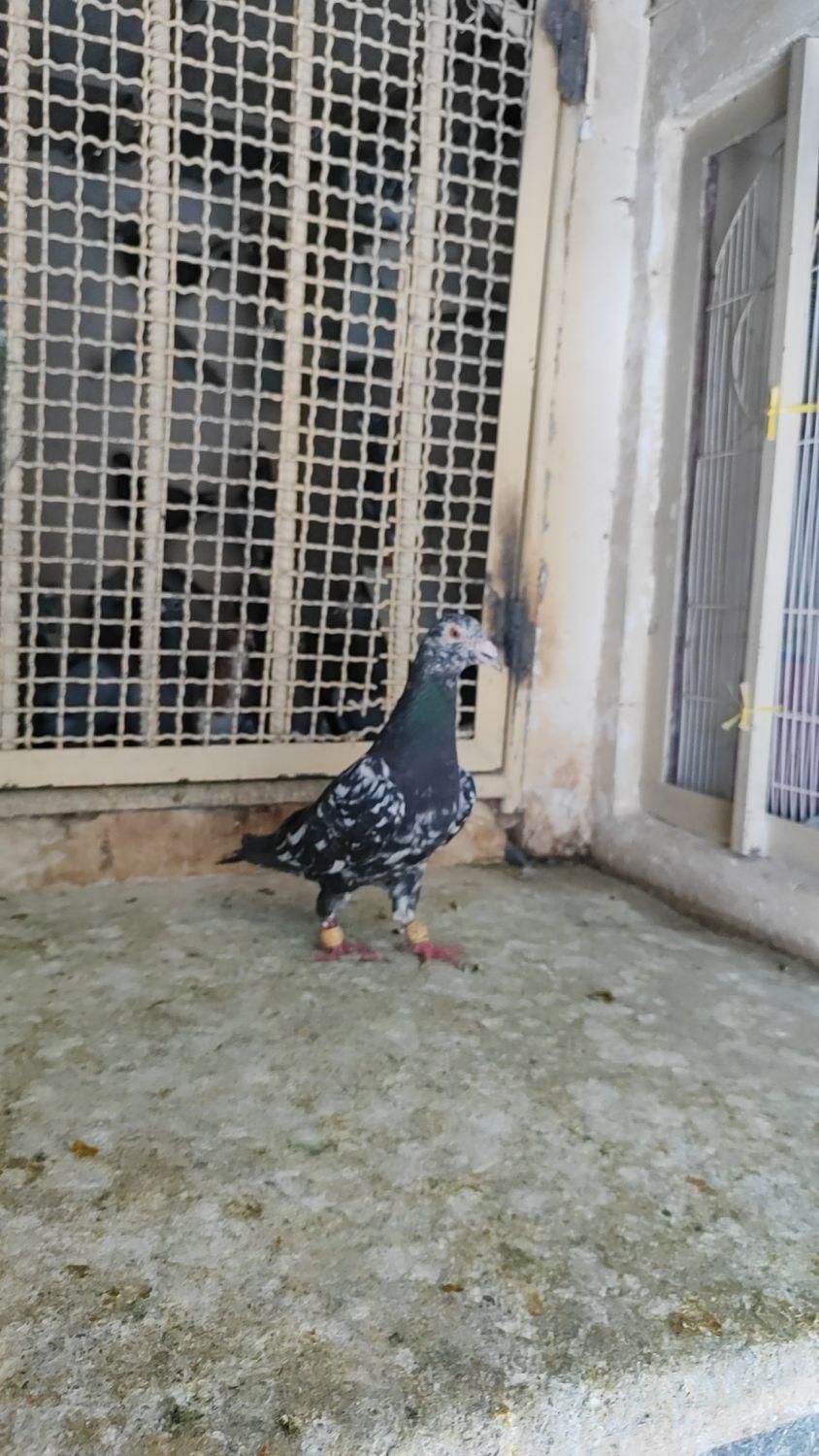 کبوتر رنگی دورگ|پرنده|فولادشهر, C5|دیوار