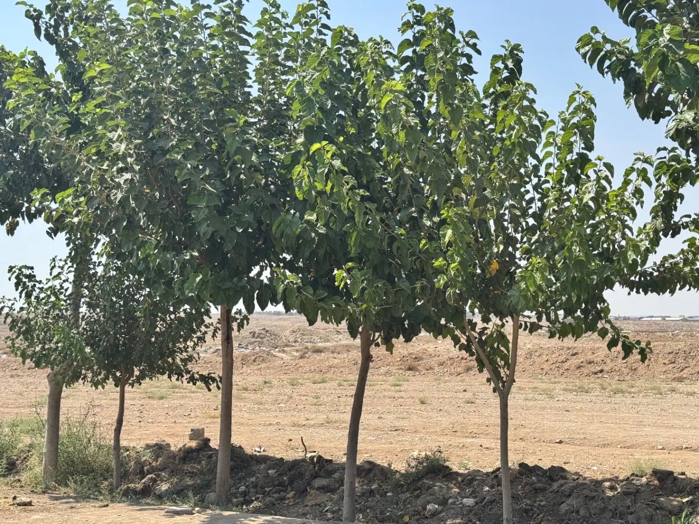 زمینی ۱۸۵ متری در مهرشهر کرج سند تک برگ زیر قیمت|فروش زمین و ملک کلنگی|محمدشهر, علی آباد گونه|دیوار