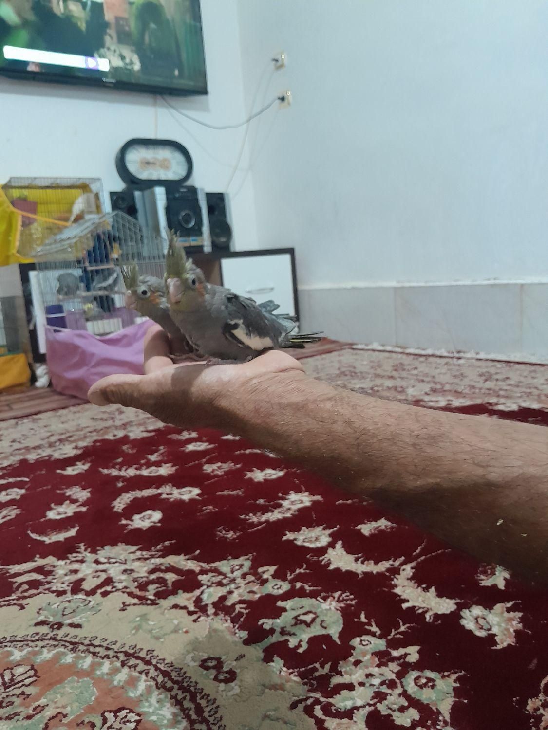 عروس هلندی|پرنده|زابل, |دیوار