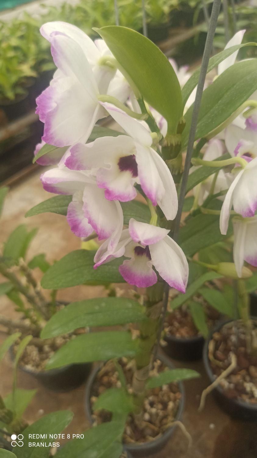 ارکیده دندروبیم  عطری|گل و گیاه طبیعی|تهران, شهرک چیتگر|دیوار