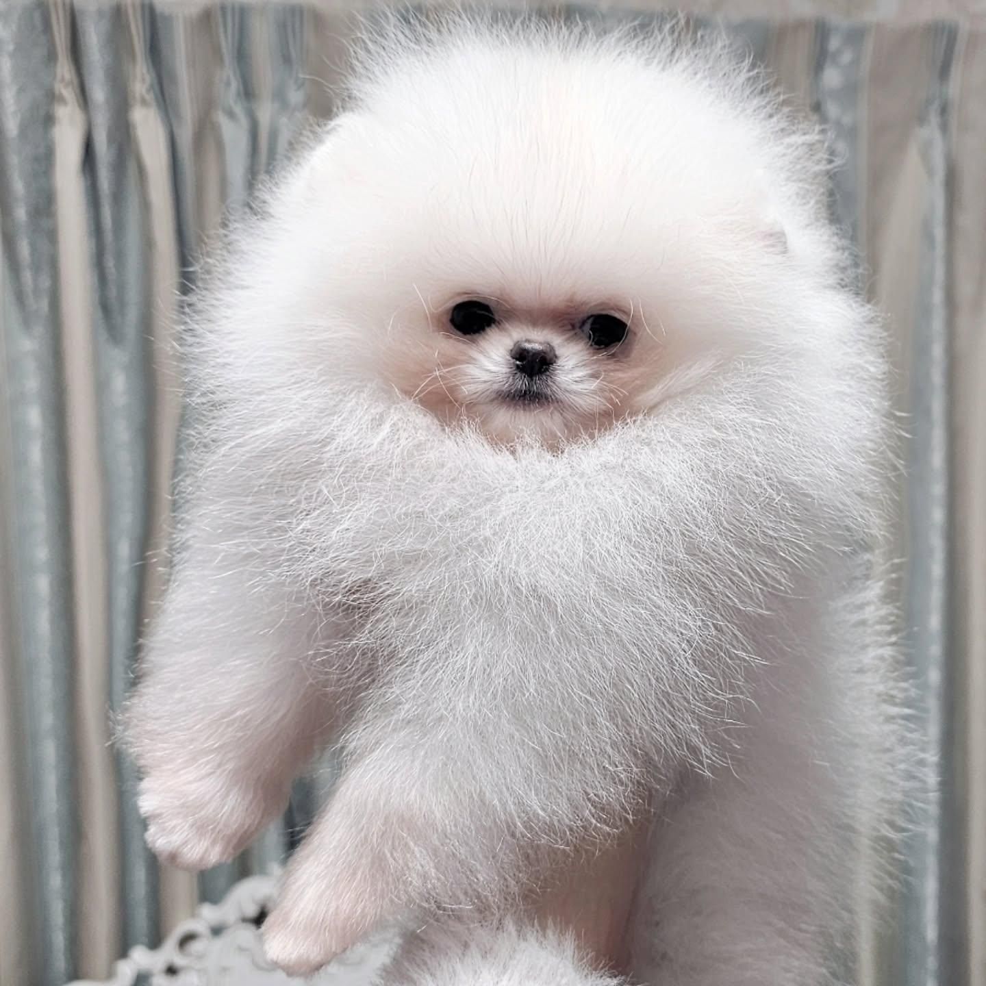 توله سگ پامر . پامرانین خرسی سفید ۳ ماه|سگ|تهران, شهرک غرب|دیوار