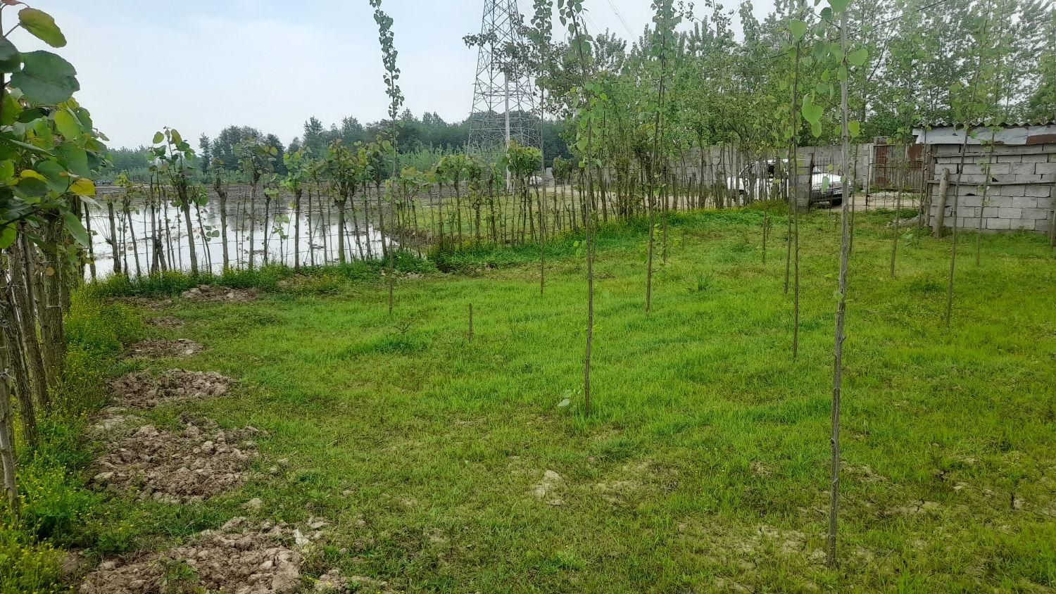 زمین باغی|فروش زمین و ملک کلنگی|تولم شهر, |دیوار