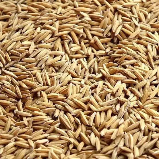 فروش برنج مازندارن درجه یک خوشپخت اورگانیک|خوردنی و آشامیدنی|بابل, |دیوار