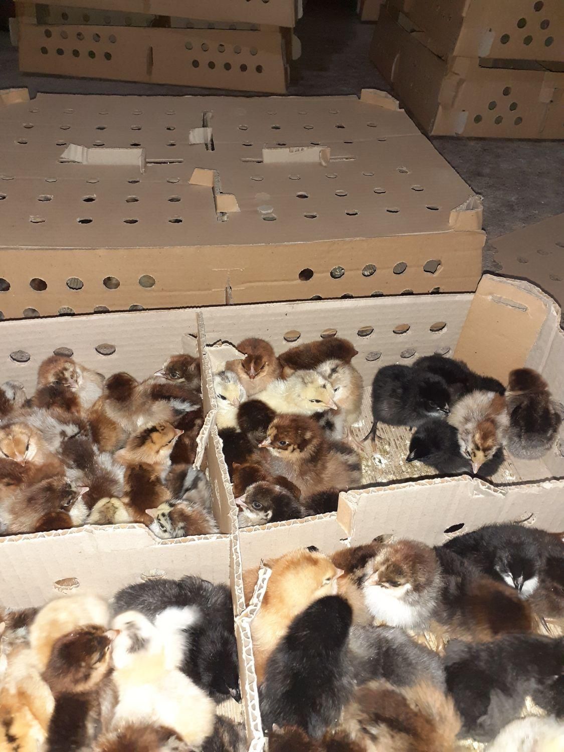 جوجه محلی یک روزه نژاد گلپایگان اصلاح نژاد شده|حیوانات مزرعه|ساری, |دیوار