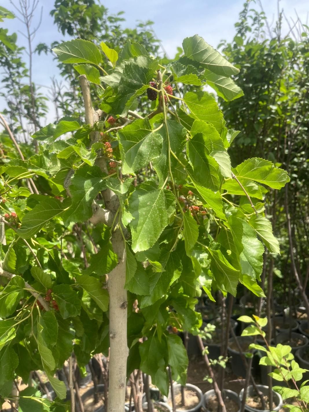 درخت بن ۱۵ جهت جریمه شهرداری|خدمات باغبانی و درختکاری|تهران, شهرک استقلال|دیوار