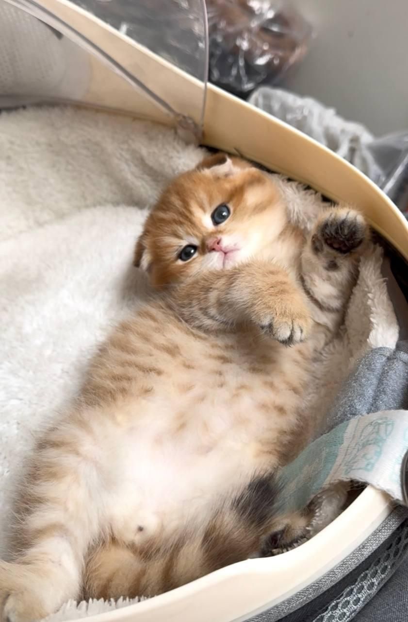 فروشگاه گربه ها ( پرشین / اسکاتیش /بریتیش) گوگولی|گربه|رشت, گلسار|دیوار