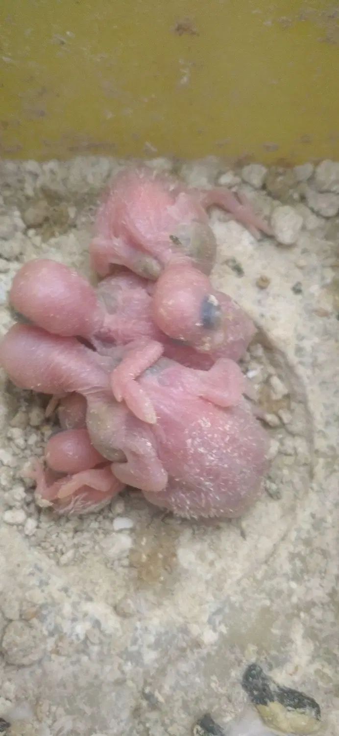 جوجه مرغ عشق سرلاکی و دانه خور و جفت باجوجه|پرنده|مشهد, بهاران|دیوار
