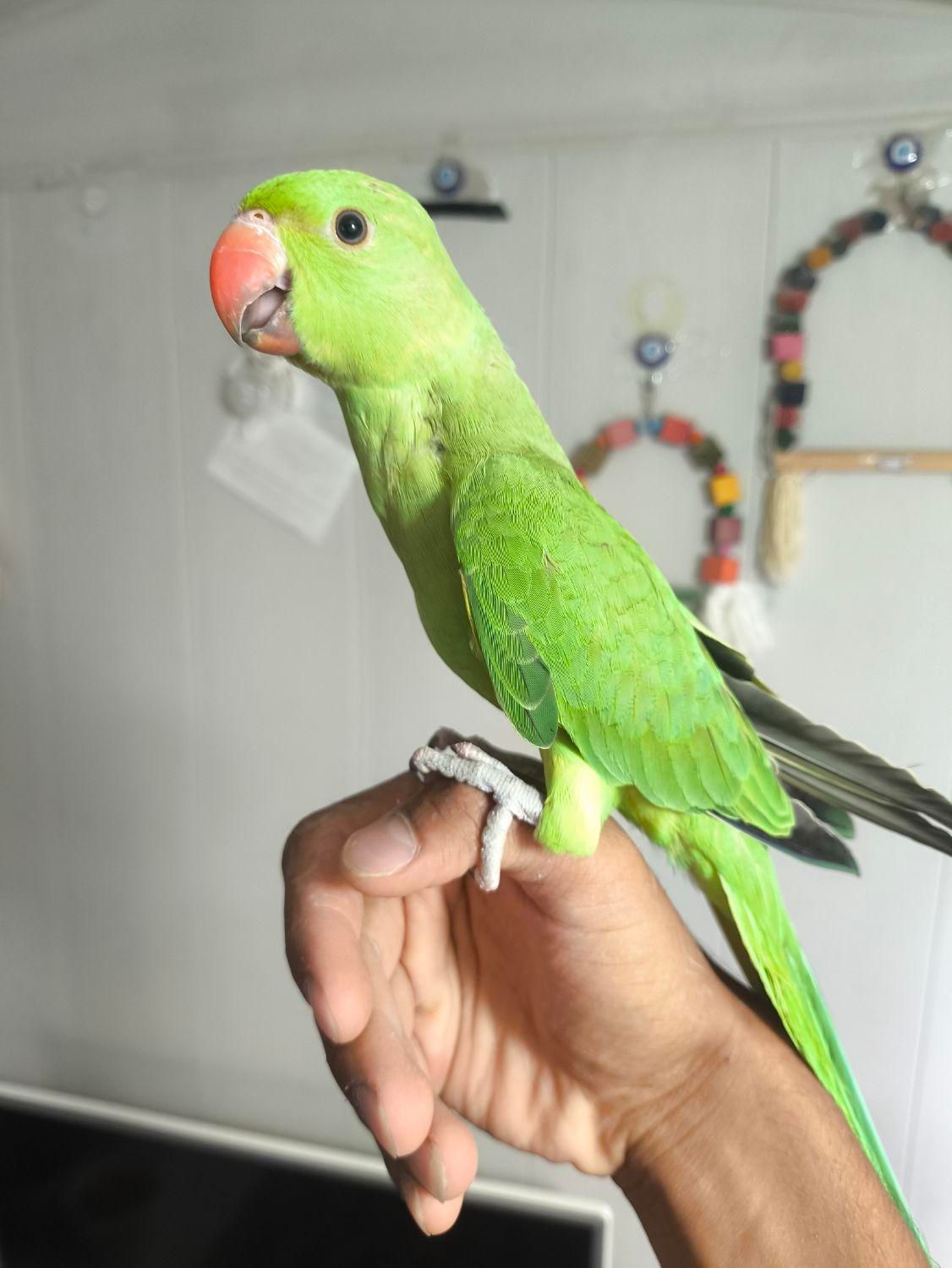 طوطی ملنگو و عروس هلندی|پرنده|بیرجند, |دیوار