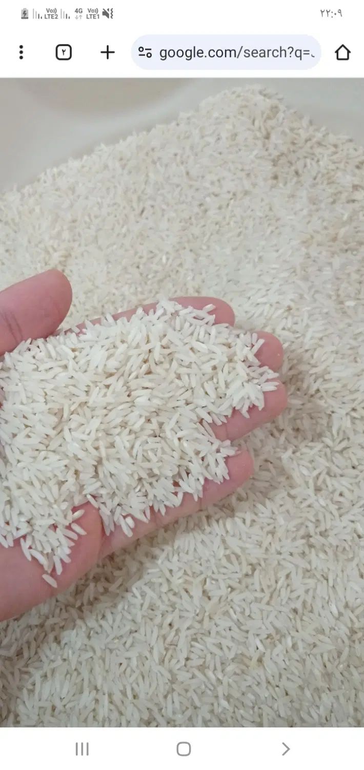 برنج هاشمی درجه یک محلی به شرط پخت و ارگانیک|خوردنی و آشامیدنی|تنکابن, |دیوار