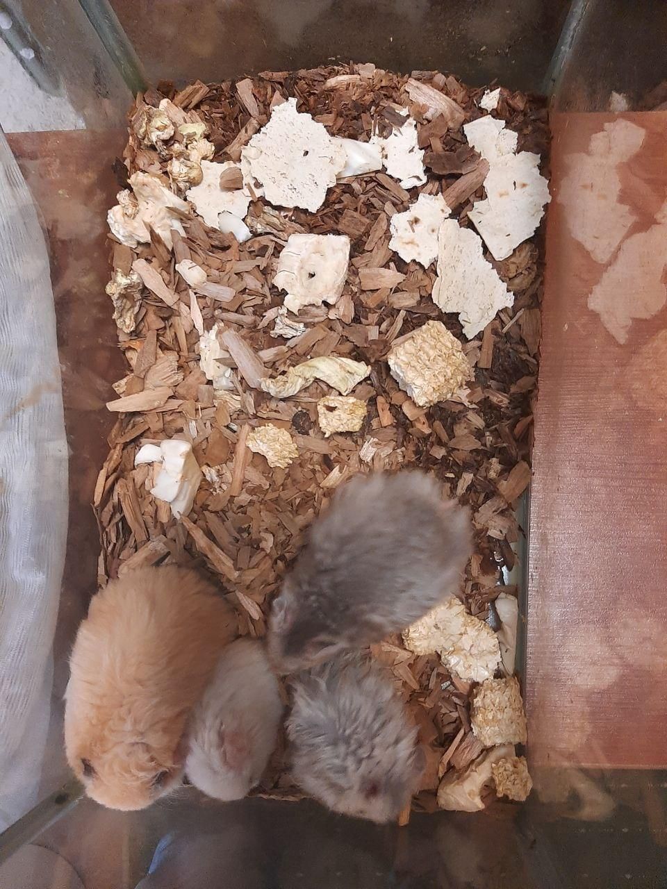 فروش عمده همستر (پرورشی و انگل تراپی شده)|موش و خرگوش|تهران, خواجه نظام الملک|دیوار
