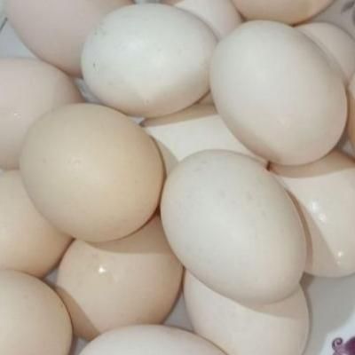 تخم مرغ محلی کاملا رسمی وتازه مستقیم ازروستا|خوردنی و آشامیدنی|یزد, |دیوار