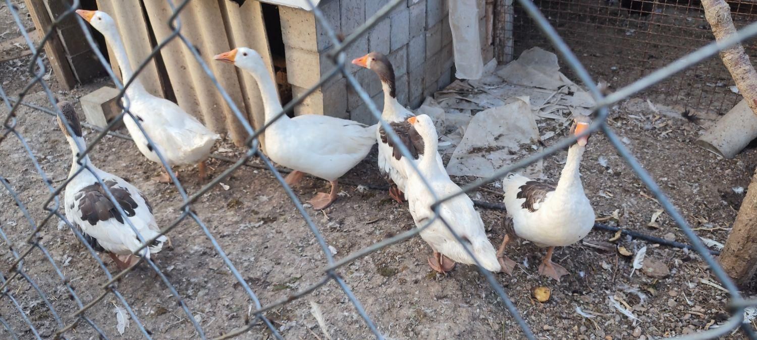 غاز وقوغاز|حیوانات مزرعه|داران, |دیوار