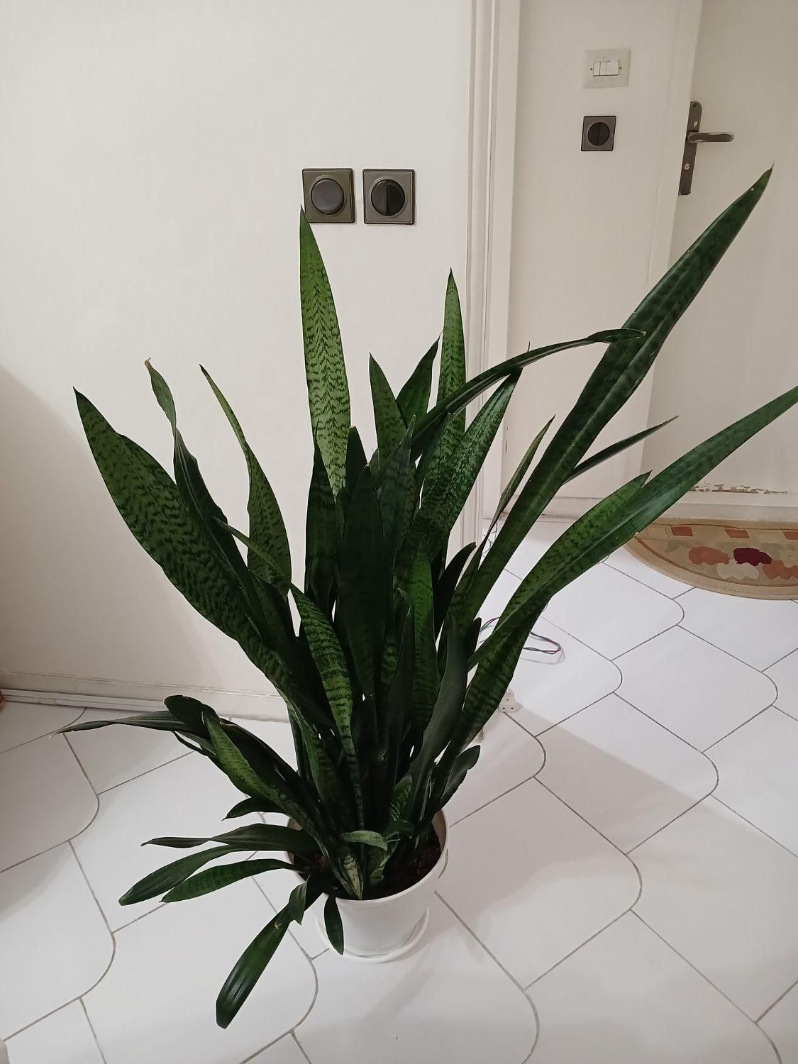 گیاه سانسوریا|گل و گیاه طبیعی|تهران, آسمان|دیوار