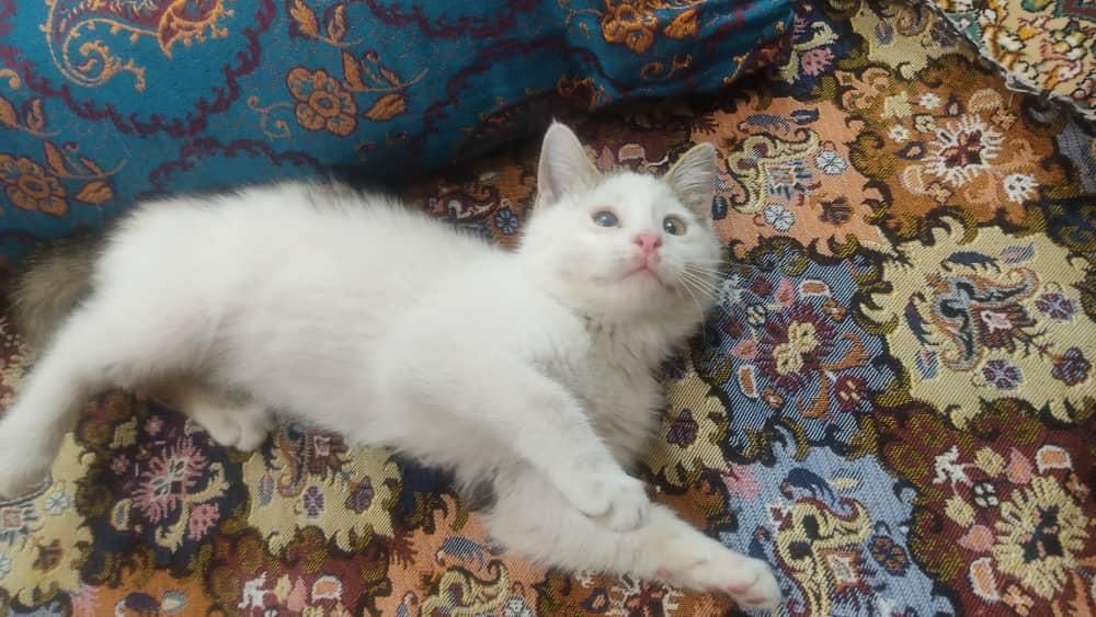 سرپرستی گربه|گربه|شیراز, رکن‌آباد|دیوار