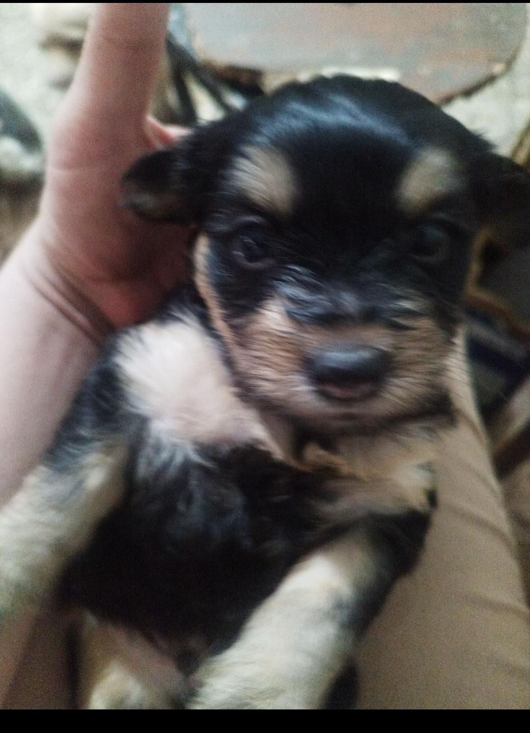 توله سگ پا کوتاه بسیار خوشگل|سگ|ورامین, ورامین|دیوار