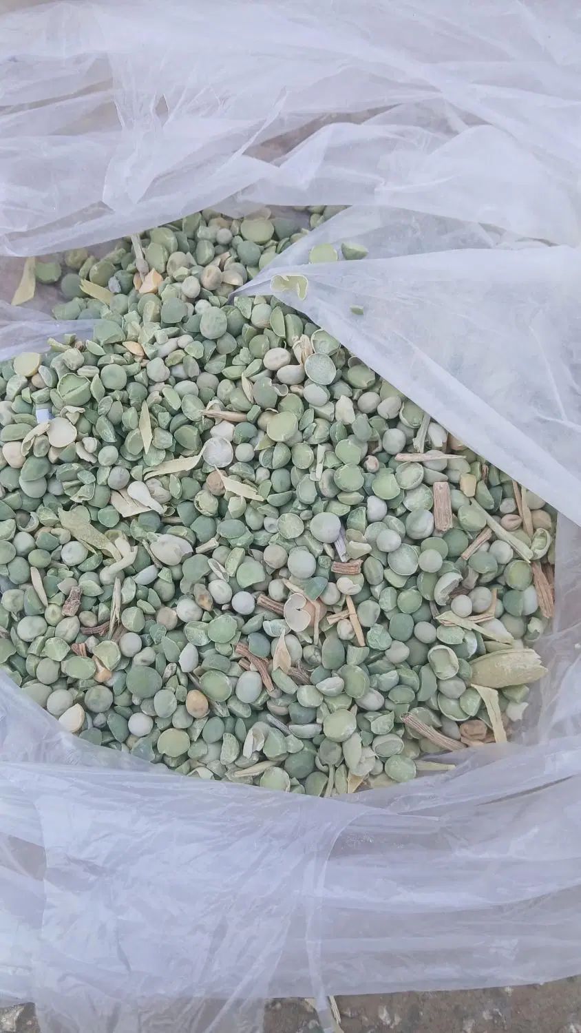 خریدوفروش انواع بذر یونجه باقله نخود فرنگی پیاز|خدمات باغبانی و درختکاری|داراب, |دیوار