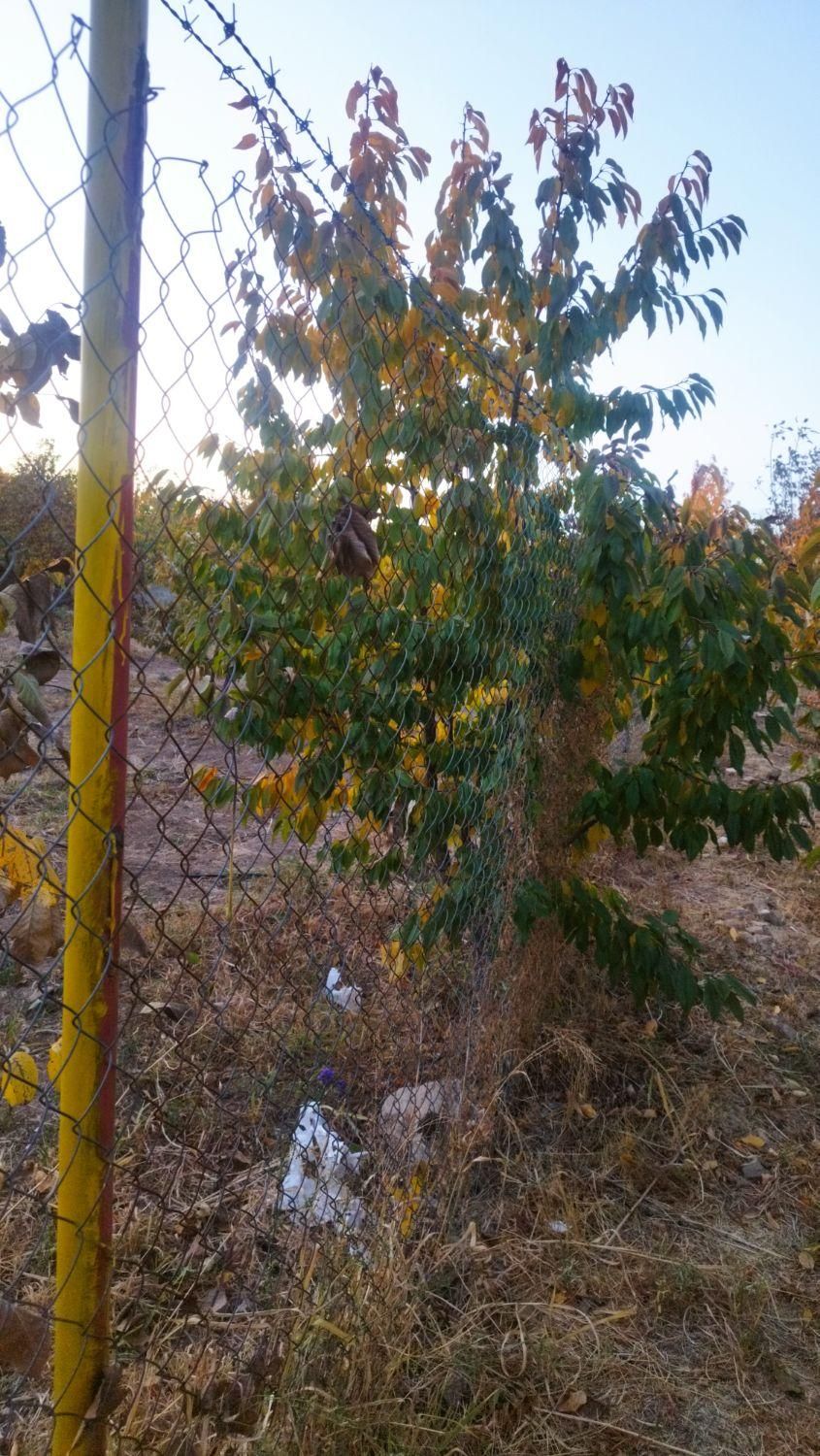 باغ کشاورزی 500متری پل زمانخان|فروش دفتر صنعتی، کشاورزی، تجاری|شاهین‌شهر, شهرک گلدیس|دیوار