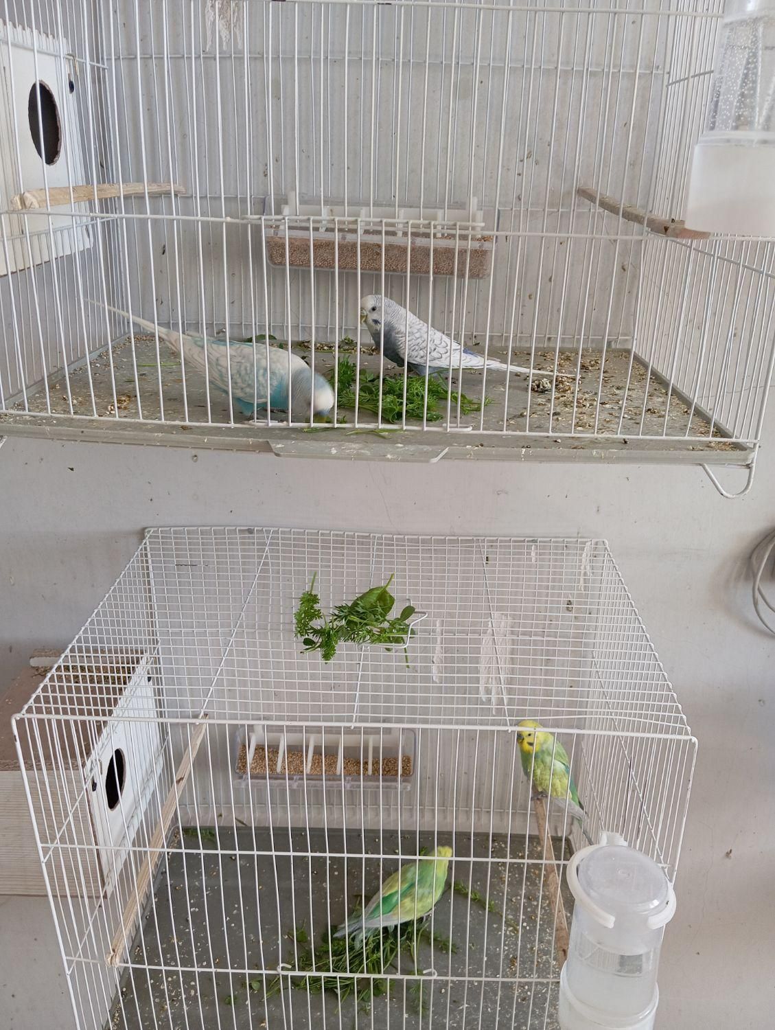 مرغ عشق/فنچ/عروس/کوتوله/الماسی|پرنده|زاهدان, |دیوار