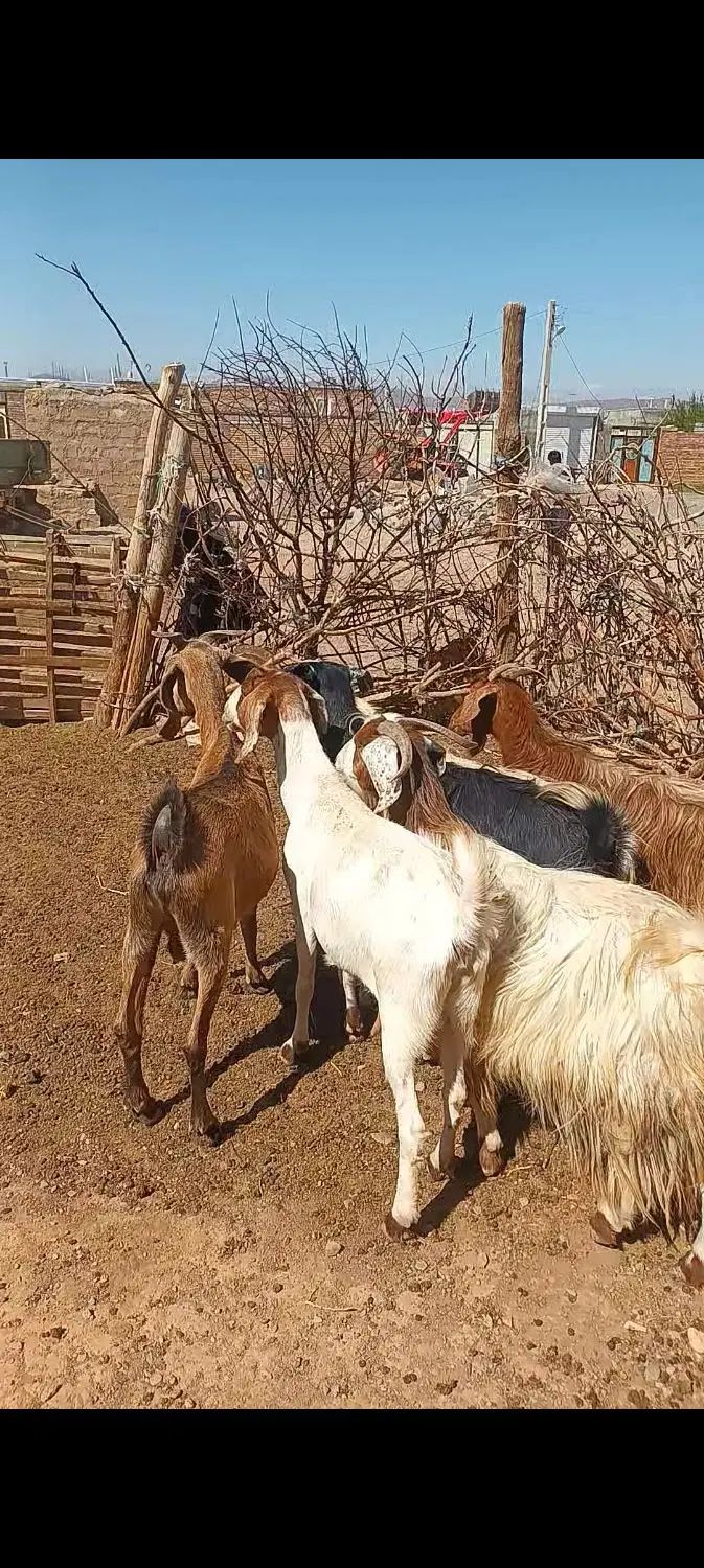 ۶عدد بز جوان  مناسب برای نگهداری دامازلیخ|حیوانات مزرعه|تبریز, |دیوار